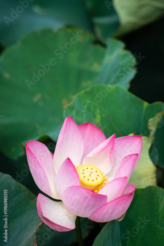 Wallpaper Mural Lotus Flower from Guanyin District, Taoyuan, Taiwan. Torontodigital.ca