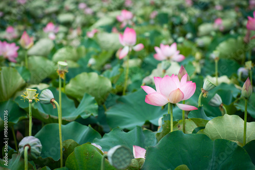 Wallpaper Mural Lotus Flower from Guanyin District, Taoyuan, Taiwan. Torontodigital.ca