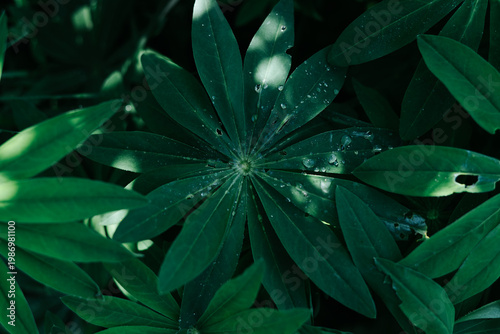 A cluster of green leaves is visible, showing their natural structure and water droplets resting on the surface