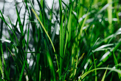 Grass grows densely in an outdoor area next to a body of water.
