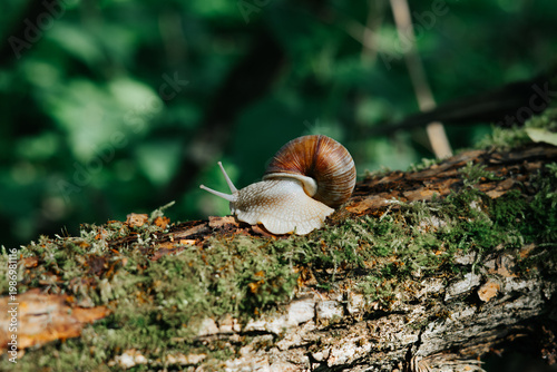 A snail crawls slowly over a log covered in green moss, exploring its natural habitat