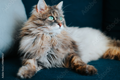 A fluffy cat rests comfortably on a couch while gazing at its surroundings. The animal's bright green eyes and soft fur highlight its relaxed posture and curiosity