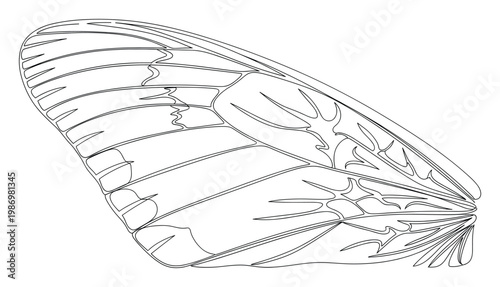 Detailed outline drawing of an insect wing showcasing its intricate venation for biological or entomological study
