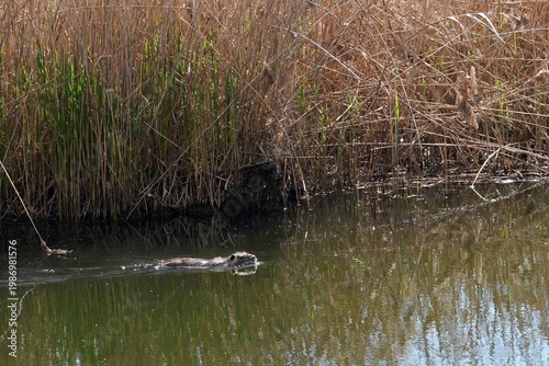 Nutria swimming in green lake creating ripples