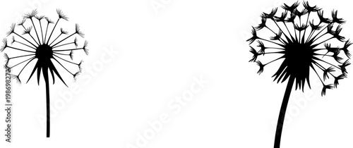 A solitary Dandelion seed head in exquisite detail, showcasing every delicate feathery parachute against a pristine white backdrop, exudes an ethereal beauty with its intricate design and pure