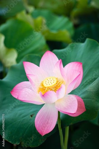 Wallpaper Mural Lotus Flower from Guanyin District, Taoyuan, Taiwan. Torontodigital.ca