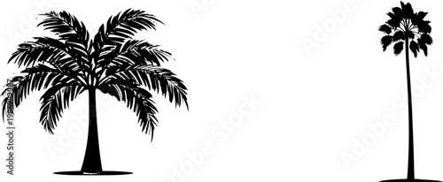 A solitary Foxtail Palm stands tall with its perfectly smooth columnar trunk and massive fluffy fronds, isolated against a pristine white background