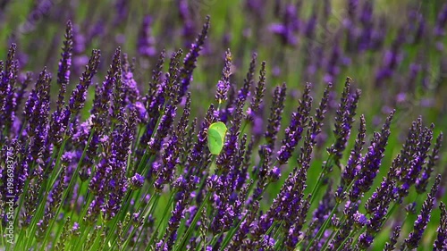 Cleopatra butterfly (Gonepteryx cleopatra) sitting on blossoming lavender in the Provence in France during a sunny summer day. Slow motion clip.