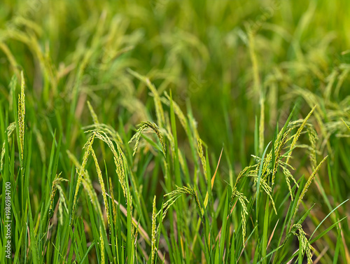 Rice field in asia, agriculture concept