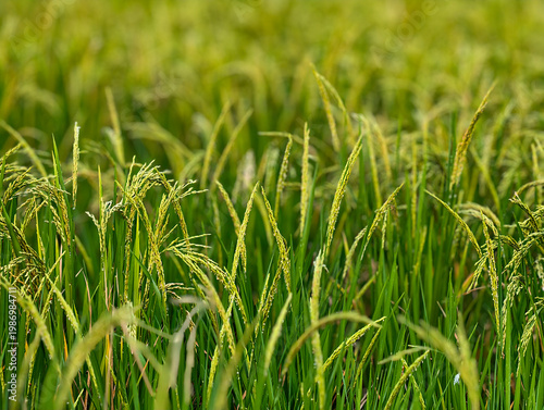 Rice field in asia, agriculture concept