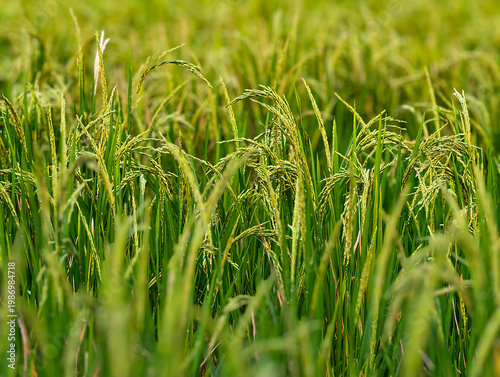 Rice field in asia, agriculture concept