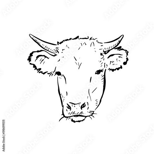 Cow head with horns, drawn by hand in black.