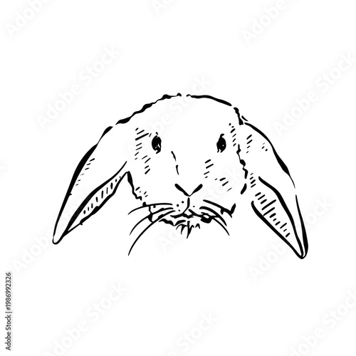 A floppy eared rabbit illustration. Rabbit head drawing hand drawn in black line. 