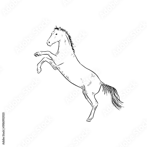 A horse bucking, hand drawn side profile illustration in black line. 