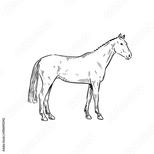 A side profile horse, hand drawn in black line. 