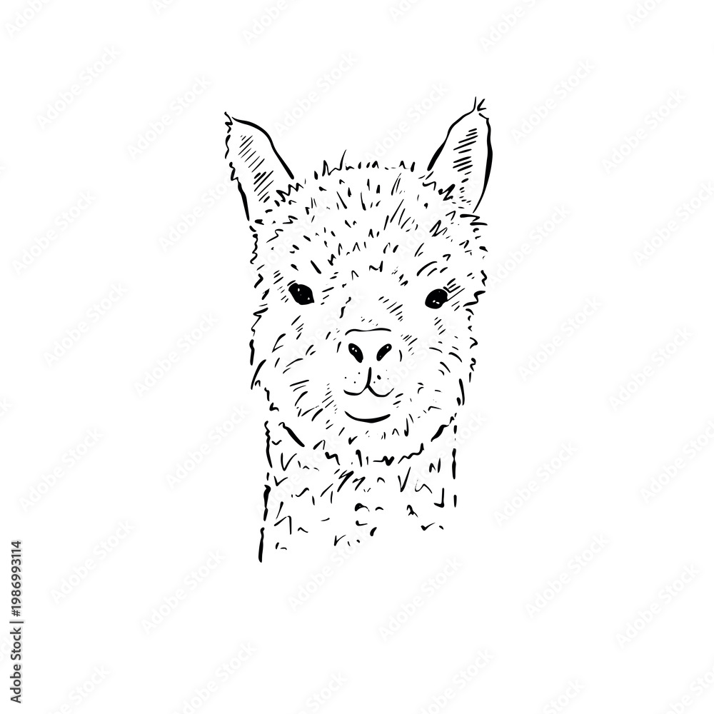 Fototapeta premium Llama illustration, portrait of a llama head, hand drawn in black and white.
