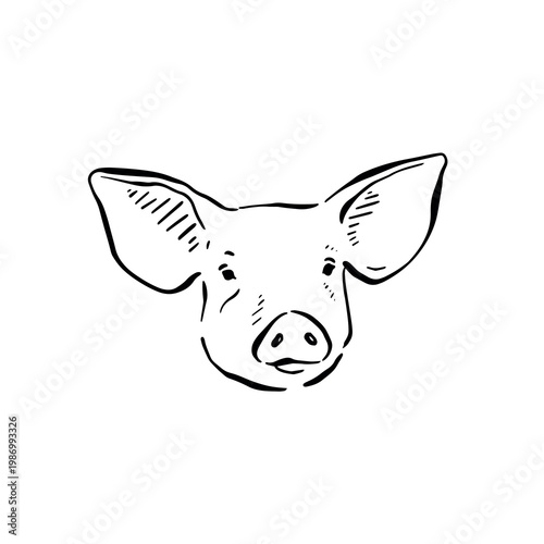 A pig head drawn by hand in black line.