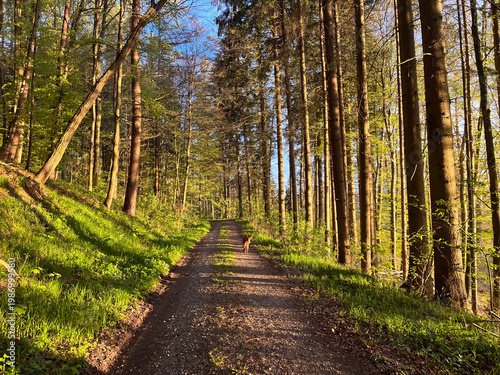 Canvas Print Path through a sunlit forest with a small dog