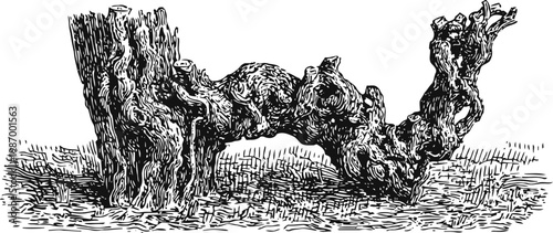old dry tree trunk with rough textured bark and twisted branches detailed vintage engraving