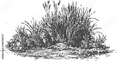Grassy bushes illustration with tall wild grass and low shrubbery in natural landscape