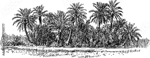 Dense tropical palm trees and foliage cluster by the water's edge in a detailed vintage engraving
