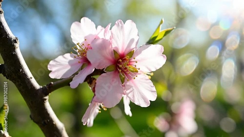 Delicate pink almond blossoms blooming on a branch with sunlight shining through the petals in springtime