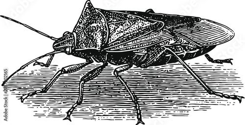 Black stink bug detailed illustration insect with shield shaped body and long legs vintage engraving drawing