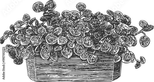 detailed vintage illustration of a lush potted plant with abundant round leaves in a rectangular planter