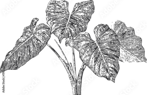 Detailed monochrome illustration of tropical taro plant with large veined leaves and stems