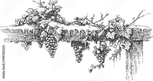 Grapevine branches hanging from wooden beam with grape clusters and leaves vintage botanical illustration