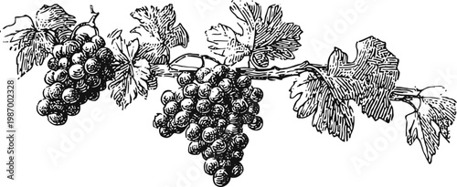 Vintage grapevine illustration with bunches of grapes and textured leaves art engraving