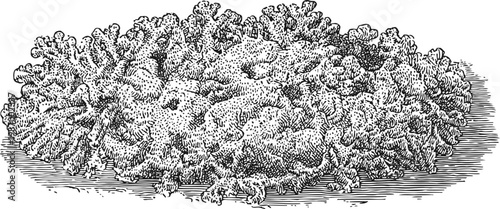 detailed vintage illustration of coral reef with intricate textures and marine growth