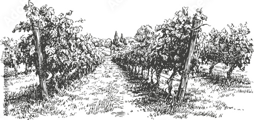 vineyard rows with grapevines and trellis supports extending towards horizon landscape