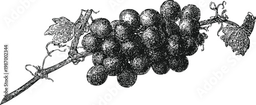 Vintage engraved illustration of ripe grape cluster with vine leaves and tendrils