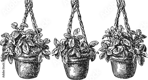 Three hanging herb pots with lush leaves vintage botanical illustration indoor garden plants collection