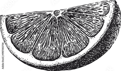 Detailed vintage illustration of a citrus fruit wedge, hand drawn lemon slice with textured rind and pulp