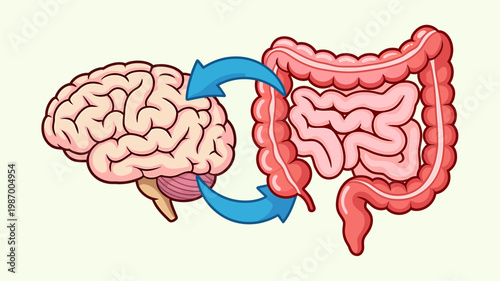 Illustrative representation of the gutbrain axis showing bidirectional communication between the brain and intestines