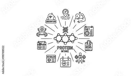 Protein nutrition outline icons vector with diet metabolism muscle growth and fitness balance editable stroke set