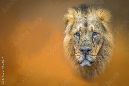 Majestic Lion Portrait Against Warm Orange Backdrop with Copy Space