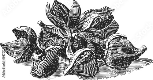 star anise spice pods detailed botanical illustration herbal dried fruit for cooking and aromatic use