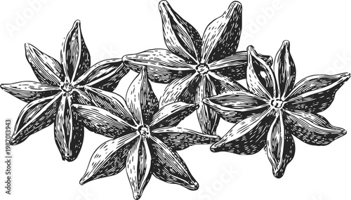 Star anise spice pods detailed vintage engraving illustration textured botanical drawing