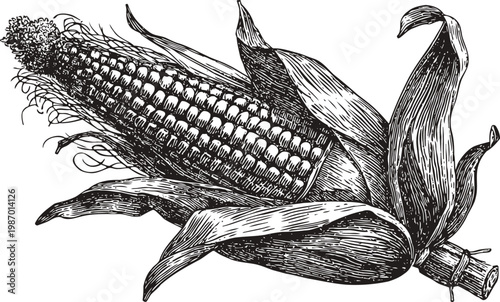 hand drawn ear of corn with husk, vintage black and white agricultural illustration