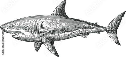 Great white shark illustration detailed ocean predator with sharp teeth and sleek body