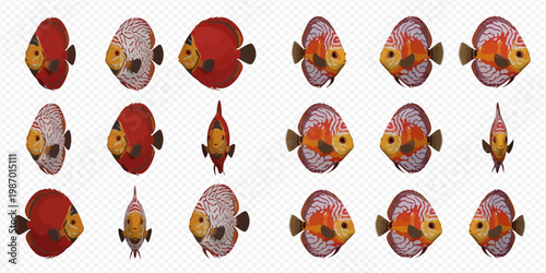 Discus fish in various poses and colors, isolated on a transparent background, showcasing different angles and patterns.