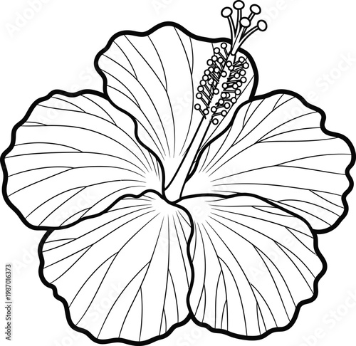 Hibiscus flower coloring page for kids