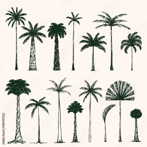 Tropical Tree Collection: A series of meticulously crafted illustrations of palm trees, each showcasing distinct forms and textures to evoke the serenity and allure of a tropical paradise.