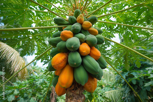 Papaya tree with ripe fruit, tall tropical papaya tree with clusters of orange and green papayas hanging from the trunk.