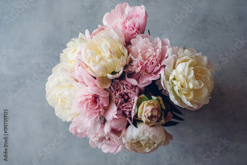 Heap of beautiful fresh colorful peonies in full bloom on gray background, top down view.