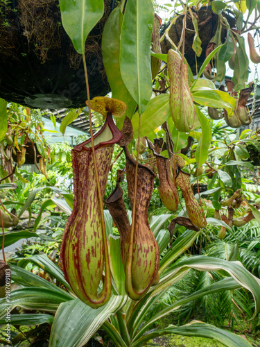 Blüte