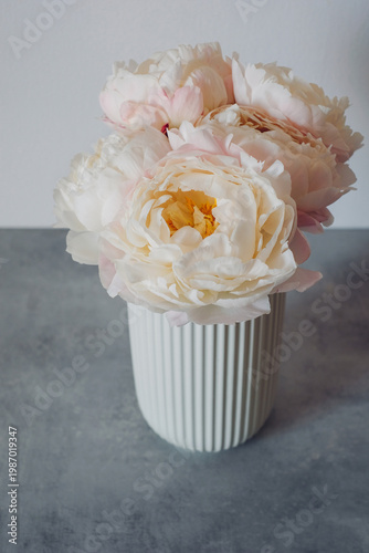 Beautiful bouquet of fresh pastel colored fluffy peony flowers in full bloom in vase on gray concrete background. Floral still life.